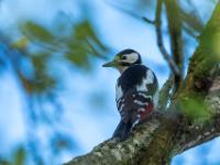 Buntspecht Männchen